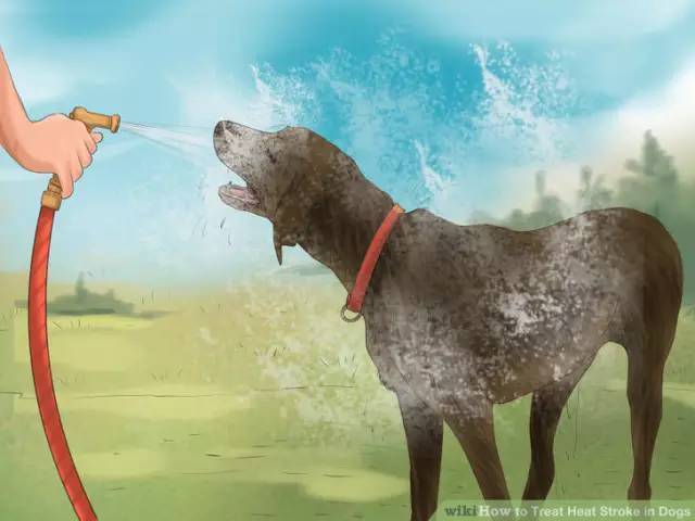 狗狗夏日中暑怎么办,夏季狗狗中暑怎么办
