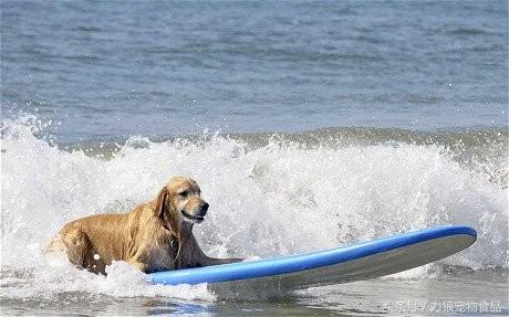 遛狗不牵绳那就别遛狗,铲屎官遛狗牵绳