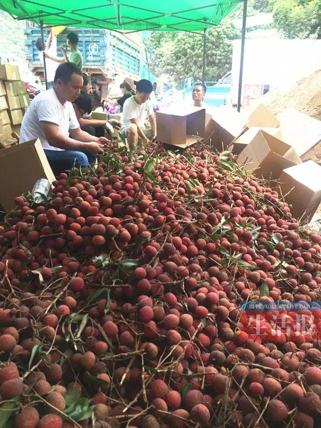 广东荔枝滞销,广西荔枝滞销五毛一斤