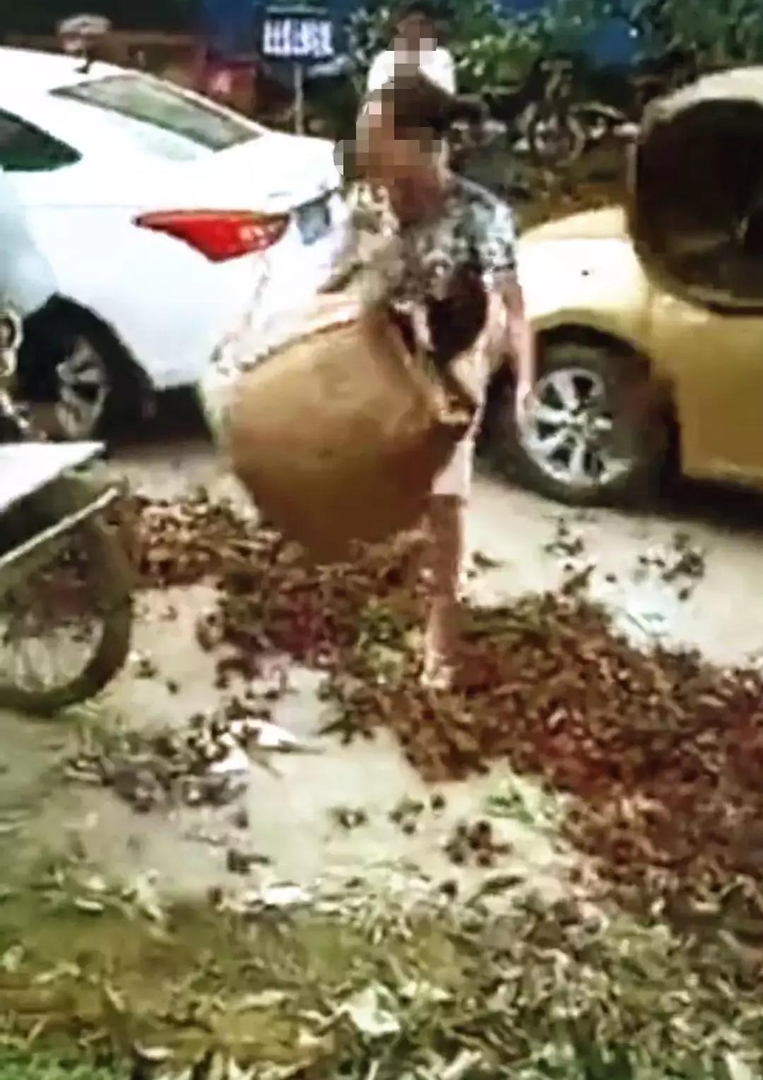 广东荔枝滞销,广西荔枝滞销五毛一斤