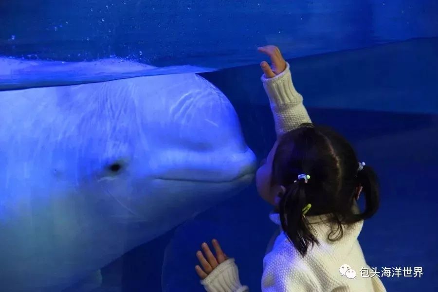 包头海洋世界免费景点,包头海洋动物海底世界门票