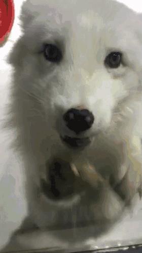 包头海洋世界免费景点,包头海洋动物海底世界门票