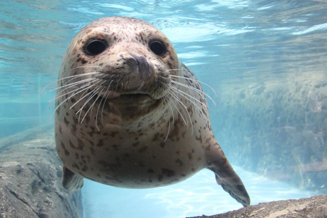 包头海洋世界免费景点,包头海洋动物海底世界门票