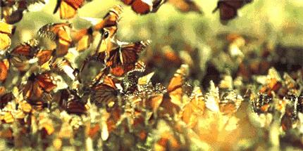 包头海洋世界免费景点,包头海洋动物海底世界门票