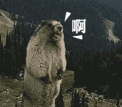 看什么球！看肉！