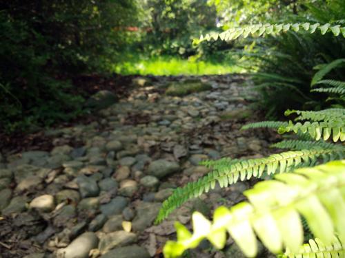 家养蕨类植物有哪些,常见的蕨类植物怎么养