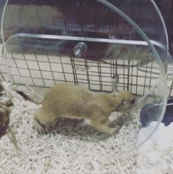 超级黏人的土拨鼠,黏人的土拨鼠