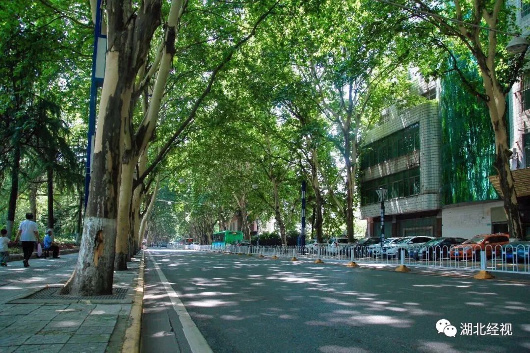 武汉最美林荫道,武汉最美林荫道排名