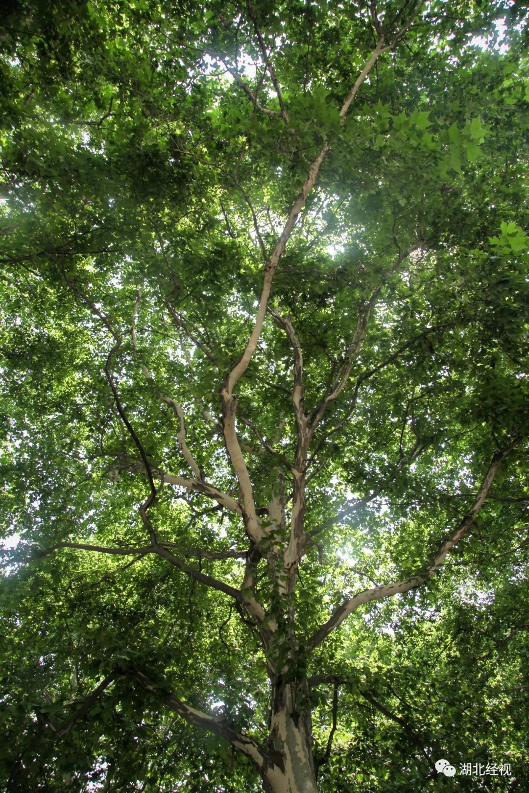 武汉最美林荫道,武汉最美林荫道排名