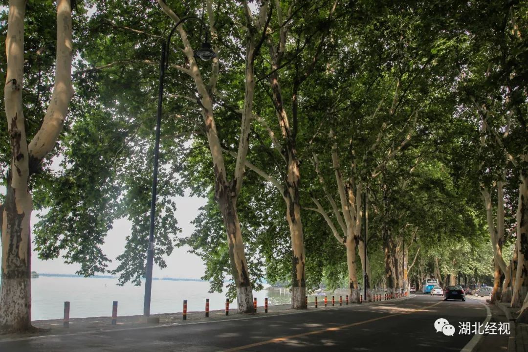 武汉最美林荫道,武汉最美林荫道排名