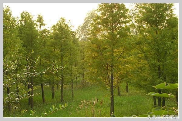 江苏溱湖国家湿地公园,江苏溱潼湿地公园