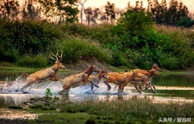 江苏溱湖国家湿地公园,江苏溱潼湿地公园