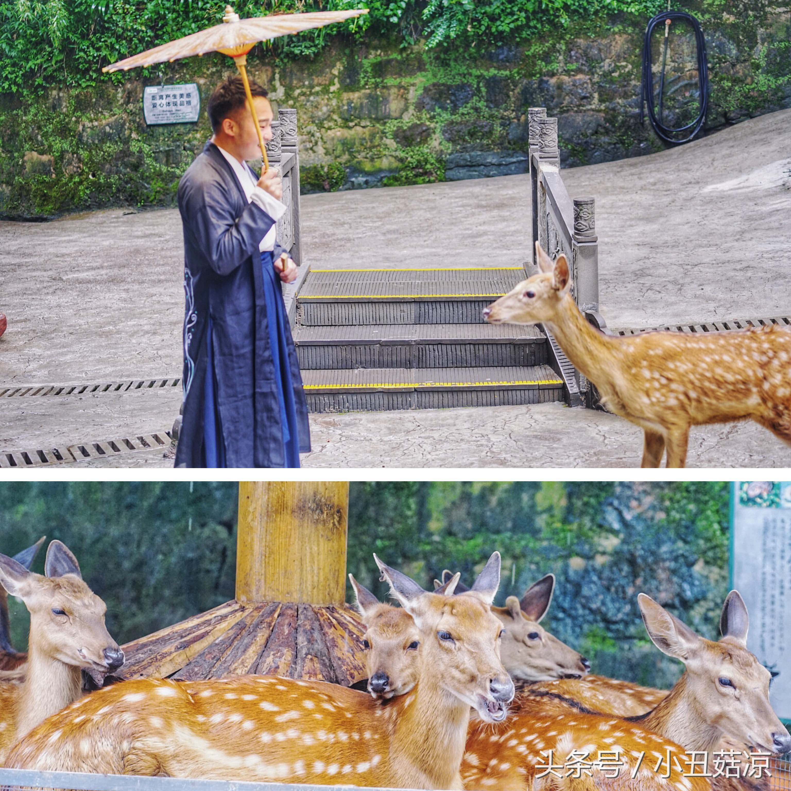 前方高能!疯狂动物城有猛兽出没,请保管好自己的小心脏!