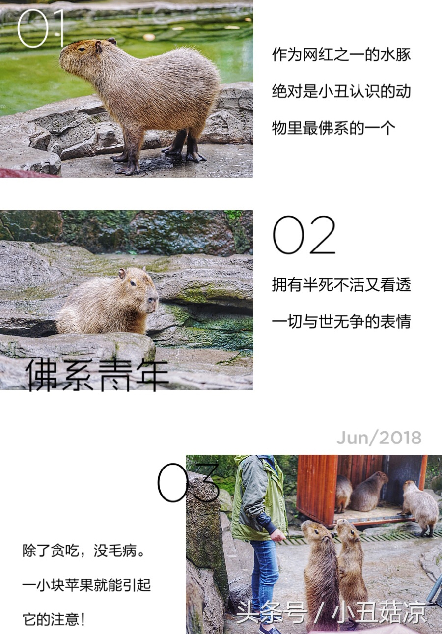 前方高能!疯狂动物城有猛兽出没,请保管好自己的小心脏!