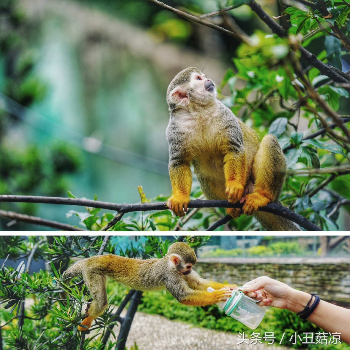 前方高能!疯狂动物城有猛兽出没,请保管好自己的小心脏!