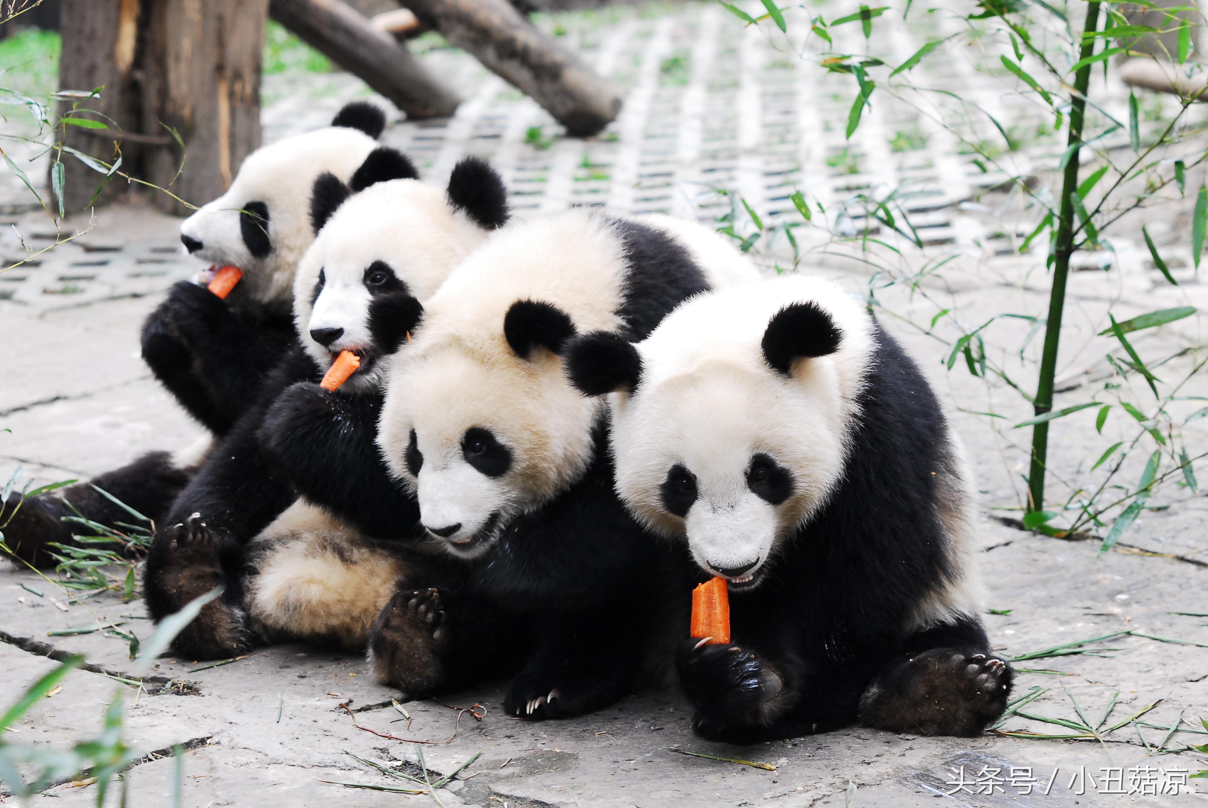 前方高能!疯狂动物城有猛兽出没,请保管好自己的小心脏!