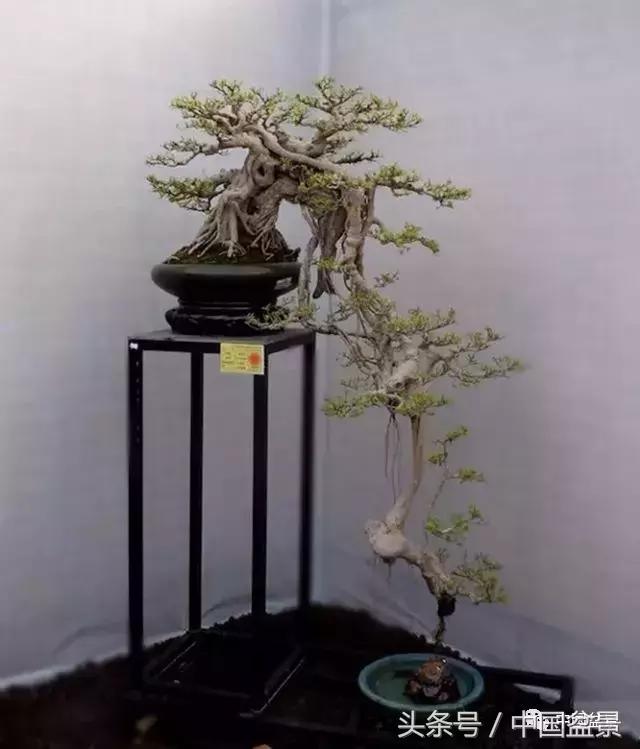 榕树盆景欣赏,欣赏盆景的感受句子