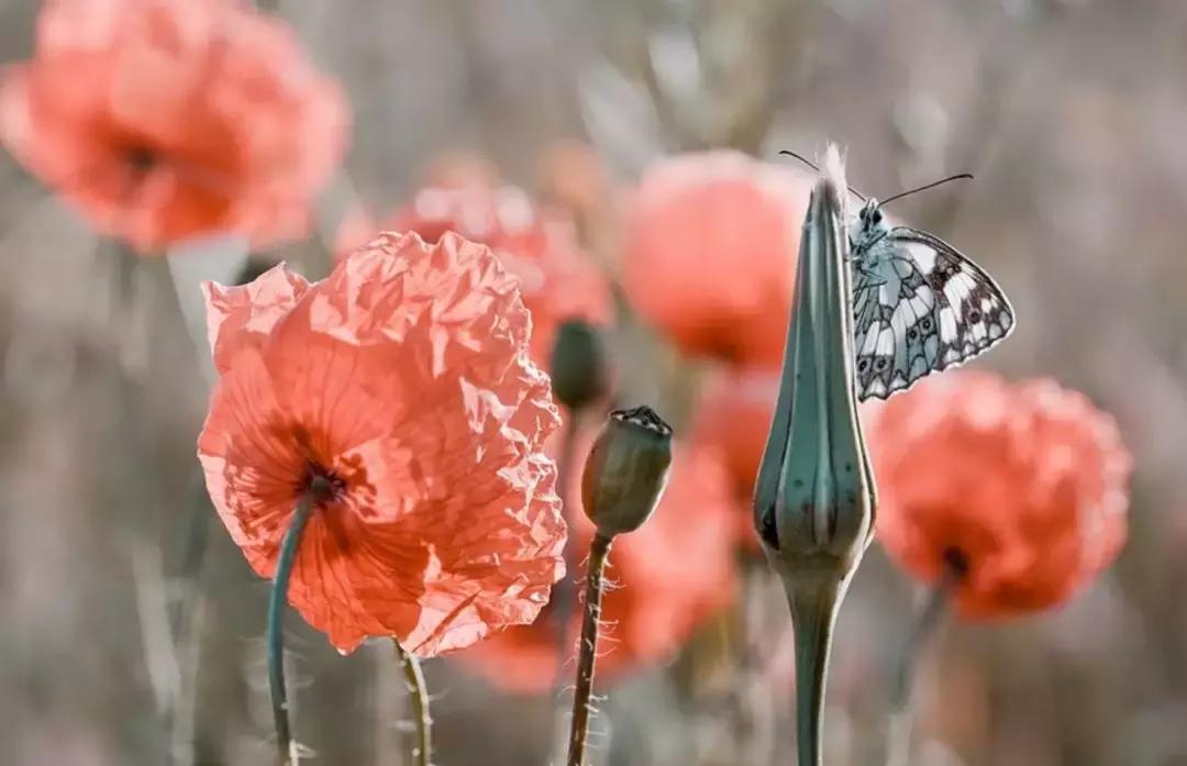 做个花心的女人视频,做个花心的女人歌曲