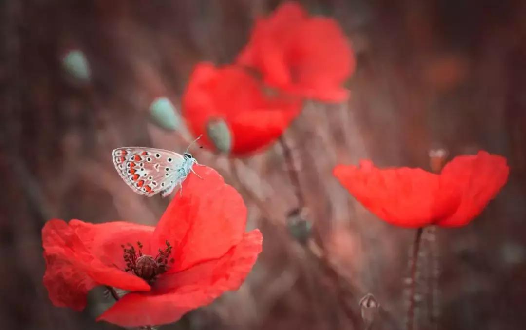 做个花心的女人视频,做个花心的女人歌曲