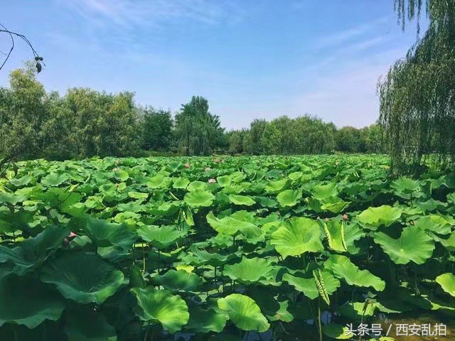 西安有多少湿地公园,西安有多少万亩湿地公园