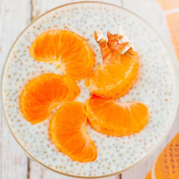 当铲屎官有才艺,当一名铲屎官好吗