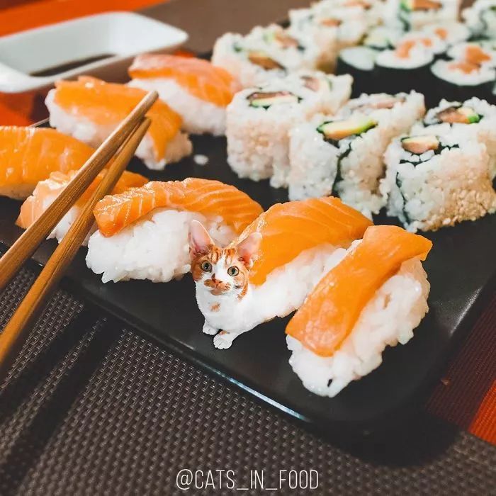 当铲屎官有才艺,当一名铲屎官好吗