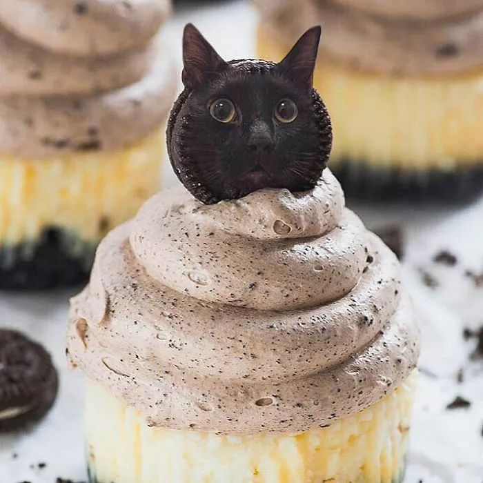 当铲屎官有才艺,当一名铲屎官好吗