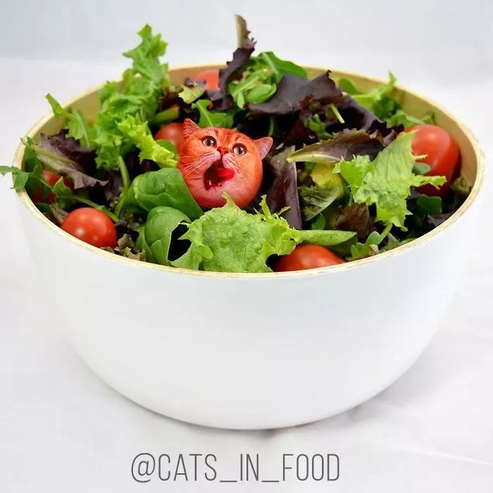 当铲屎官有才艺,当一名铲屎官好吗