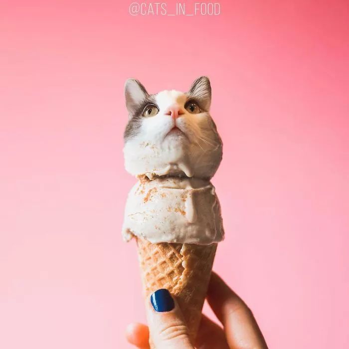 当铲屎官有才艺,当一名铲屎官好吗