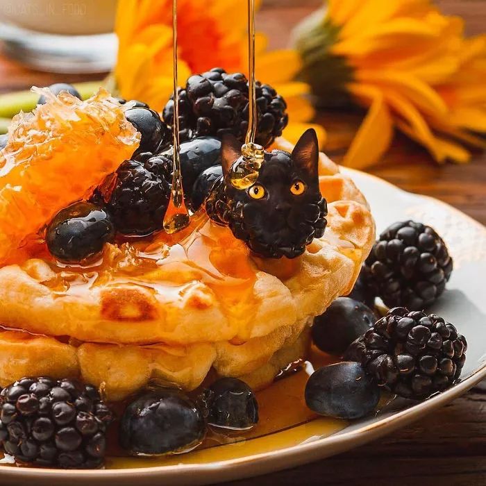 当铲屎官有才艺,当一名铲屎官好吗