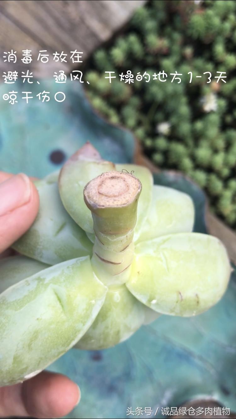 鑲夎倝鏍归儴榛戣厫鎬庝箞闃叉不,鑲夎倝寰椾簡榛戣厫濡備綍鎷晳