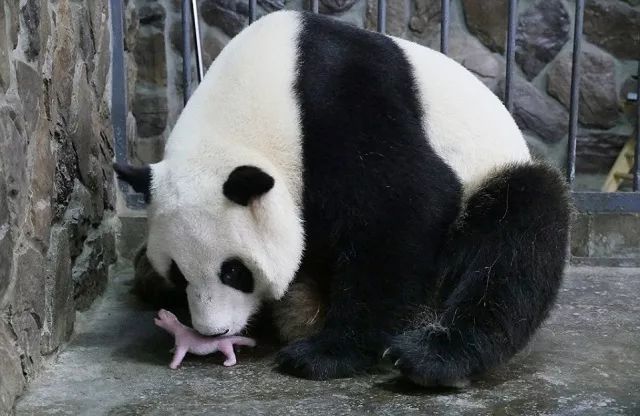 世界上最高龄大熊猫,大熊猫战兽