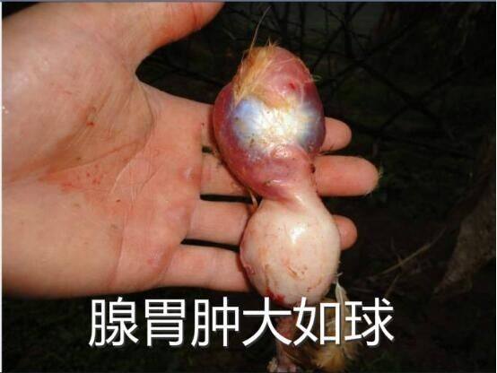 肉鸡腺肌胃炎放什么药,肉鸡腺肌胃炎有哪些症状