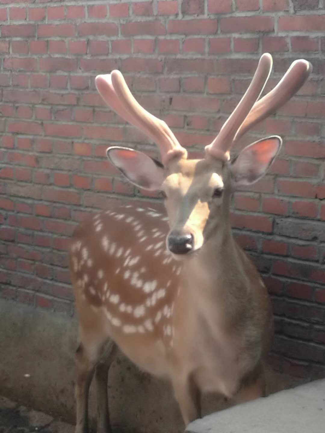 鹿茸的骗局,鹿茸真的像网上说的那么好吗