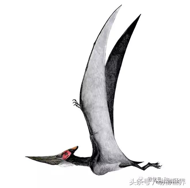 方舟无齿翼龙驯服教程,无齿翼龙有翅膀吗