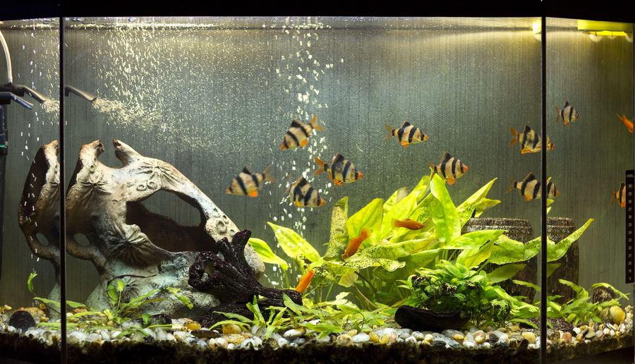 大鱼缸养各种鱼,大鱼缸养动物