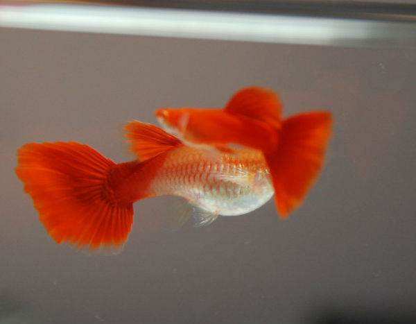 孔雀鱼的活体饲料都有哪些？