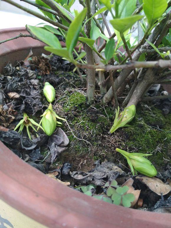 栀子花黄叶掉花苞怎么回事,栀子花掉花苞黄叶怎么办