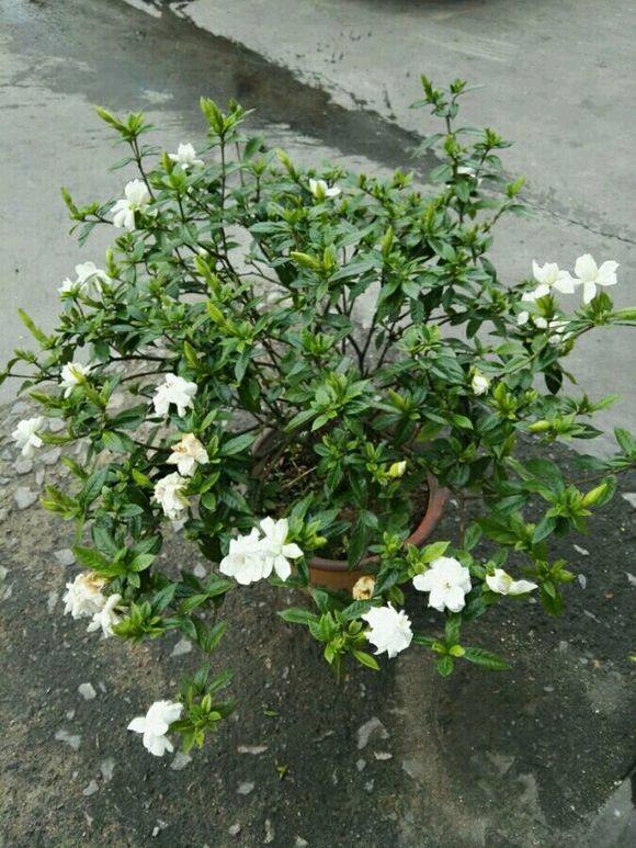 栀子花黄叶掉花苞怎么回事,栀子花掉花苞黄叶怎么办