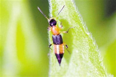 隐翅虫咬人后起水泡挤爆会传染吗,隐翅虫咬人症状图