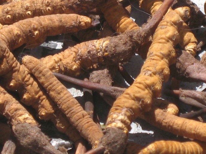 中药需求旺季来临价格上涨,药材价格涨跌一览表