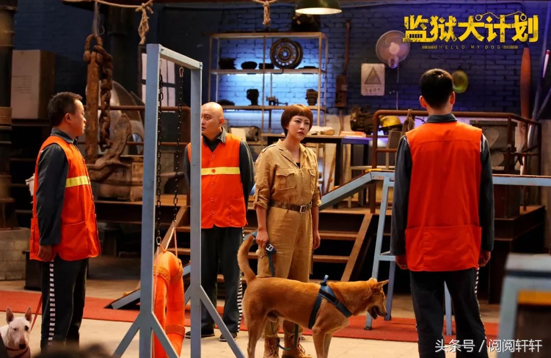 爱戴单曲《NeverLetYouGo》为流浪犬发声助力《监狱犬计划》