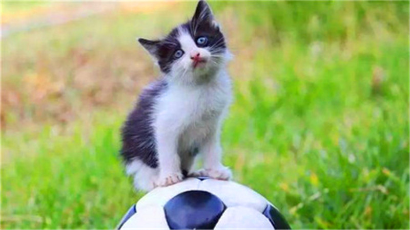 世界杯球队和中国球队的差距,世界杯猫咪身价多少美元