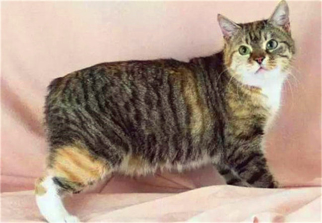 世界杯球队和中国球队的差距,世界杯猫咪身价多少美元