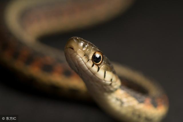 大金蛇的婚姻怎么样,大金蛇的最佳婚姻