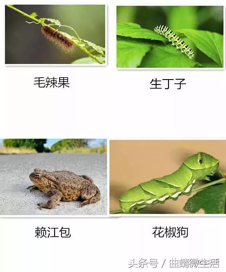 一句话,证明你是马龙人!