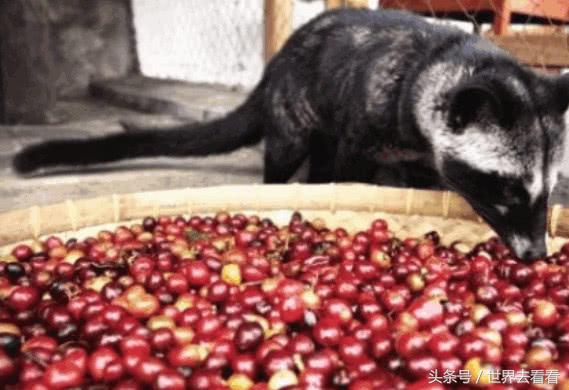 鍗板凹瀵兼父涓浗娓稿,鍗板凹瀵兼父