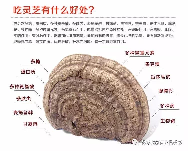 为什么灵芝能起死回生,灵芝对人体哪些系统有效