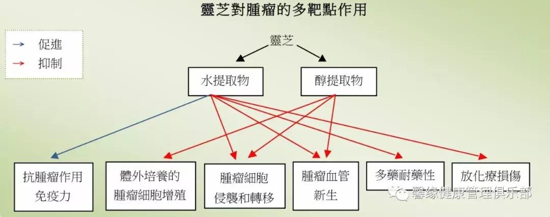 为什么灵芝能起死回生,灵芝对人体哪些系统有效
