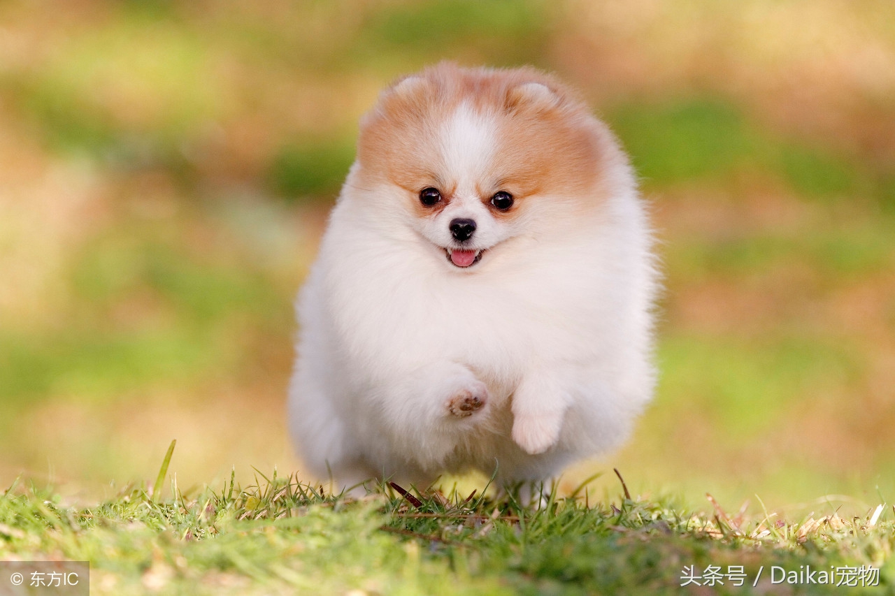 博美中暑最佳治疗方法,博美中暑缓过来的症状